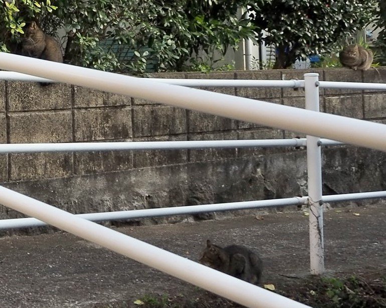 出所：@kame__0877