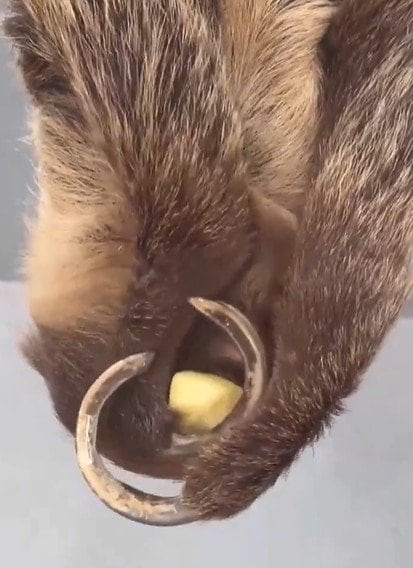 出所：@kobeojizoo