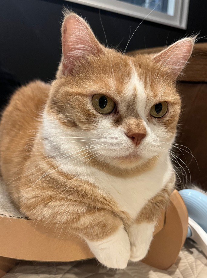 「どんな格好？」普段はキリッとした猫が取った〈謎のポーズ〉にほっこり