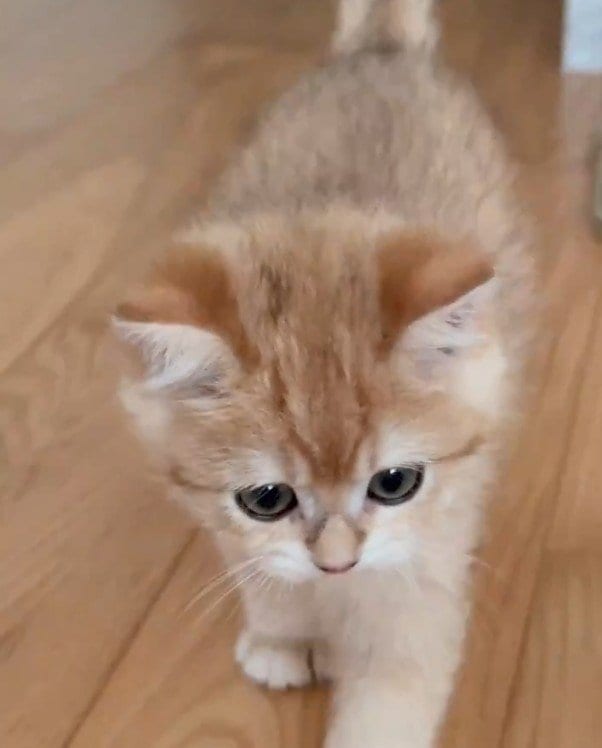 【天使ですか】小さく育った子猫が全力で魅せる最高の「お見送り」！あまりの可愛さに大反響