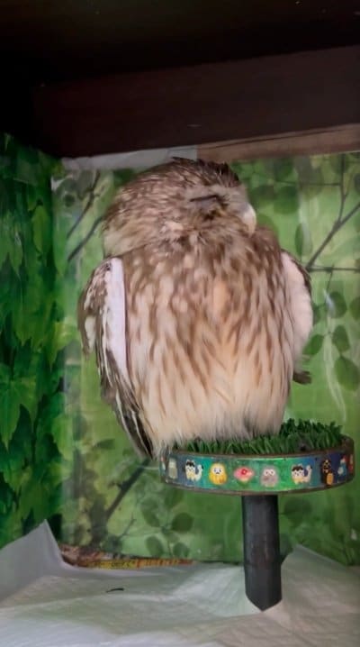 出所：@cr8673.hiro