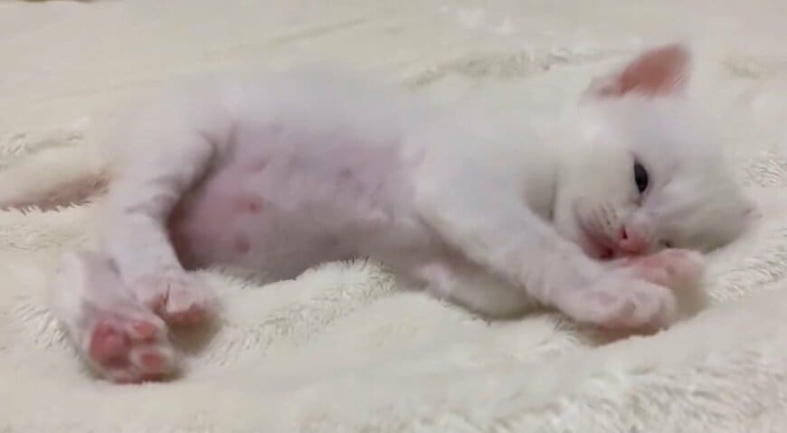 出所：@meltube_cat