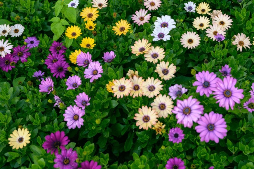 Vladimir Arndt/istockphoto.com