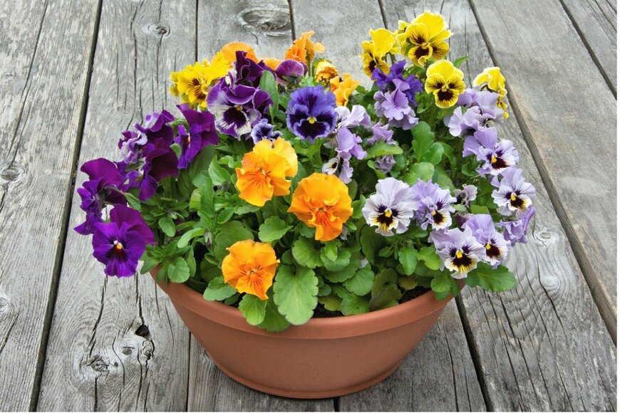 パンジー　Gerald G Gantar/istockphoto.com