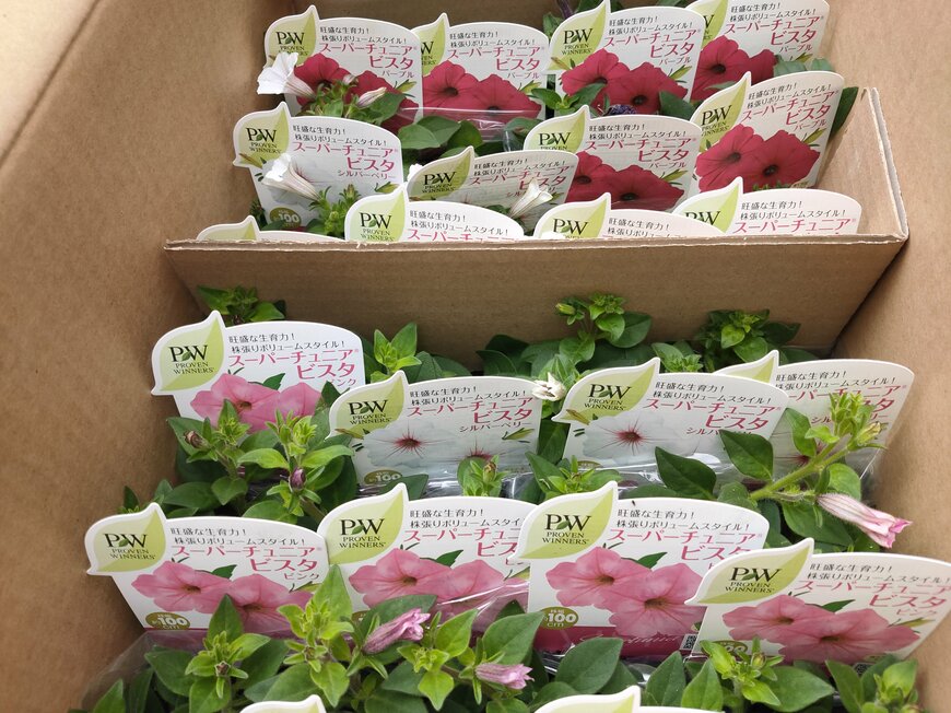 「育てたい花苗が見つからない……」そんなときに知っておきたい、ネット通販の「品質のリアル」と賢い買い方を実際の経験をもとに教えます！