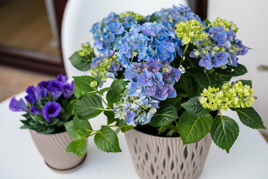 Ilina Yuliia/Shutterstock.com