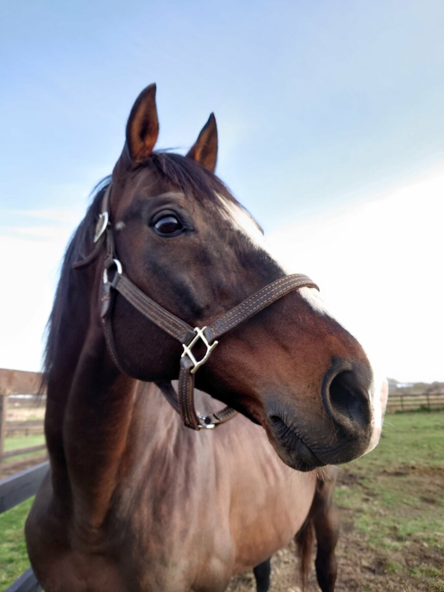 出所：Yogiboヴェルサイユリゾートファーム