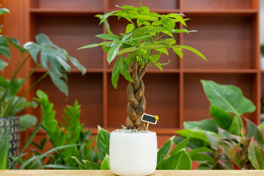 Mid Tran Designer/shutterstock.com