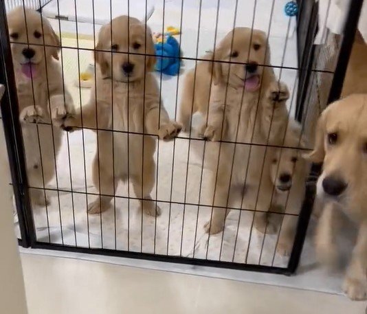 出所：@pu_channeldesu