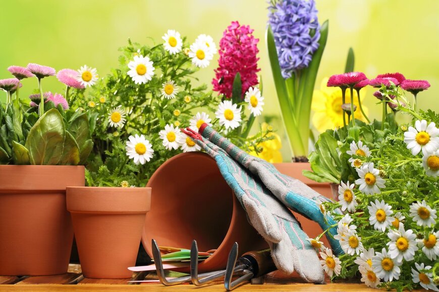 【ガーデニング】春の庭で咲かせたいオススメの花7選！今から植えられる品種を紹介