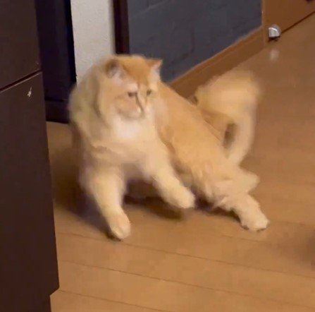 フォルムチェンジする猫