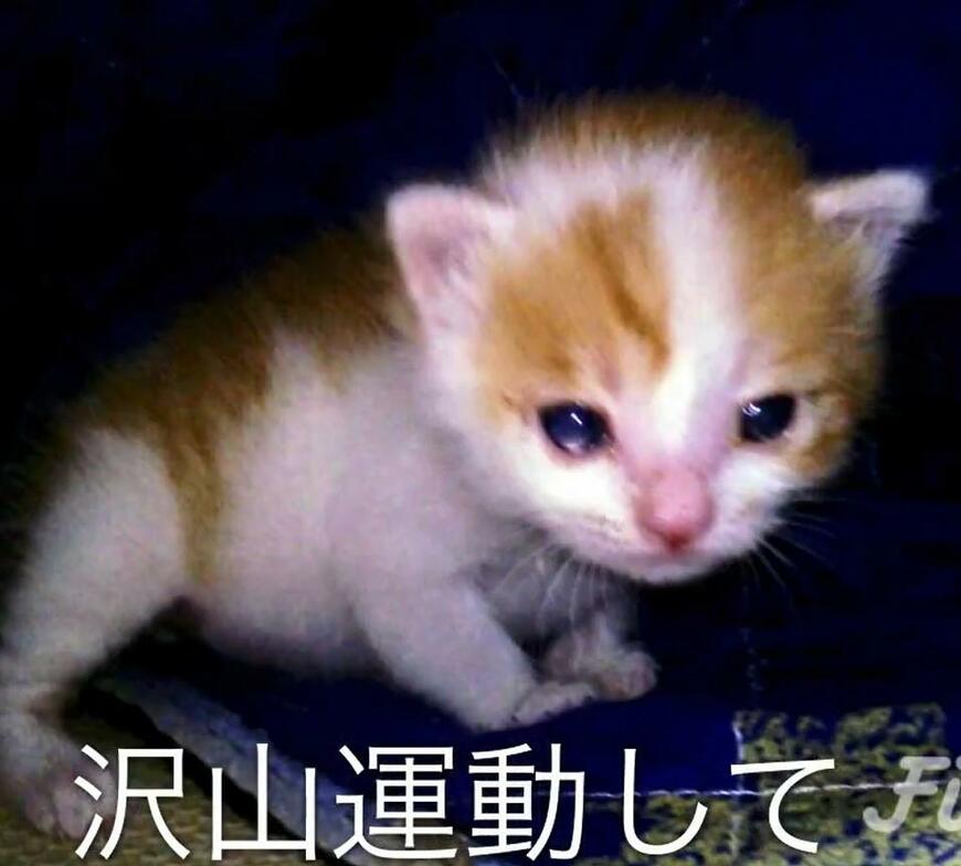 運動する子猫。