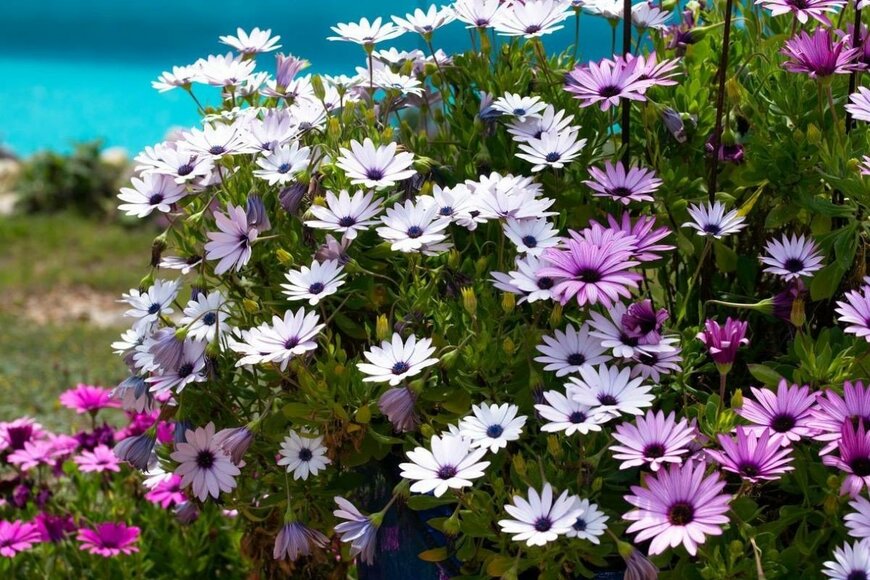 白と紫のオステオスペルマムの花が咲いている