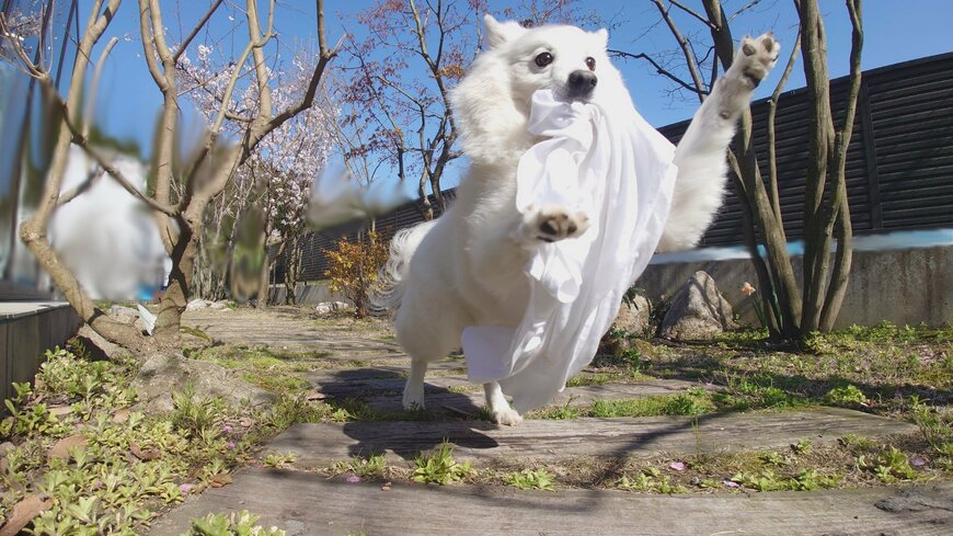 シャツをくわえて走る犬
