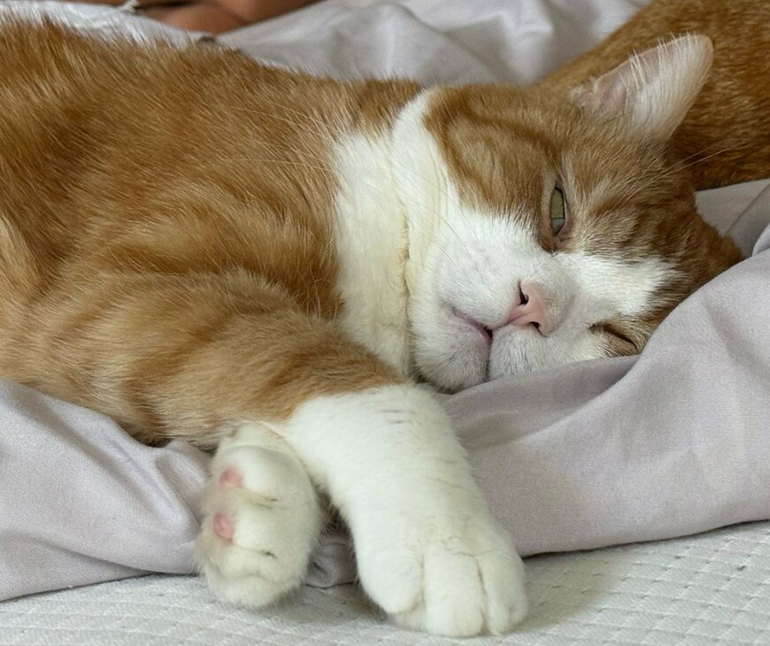 白目を見せて眠るダーウィンちゃん