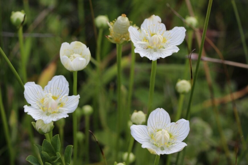 白く可憐な小花を咲かせているウメバチソウ