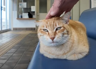 頭をなでられている猫