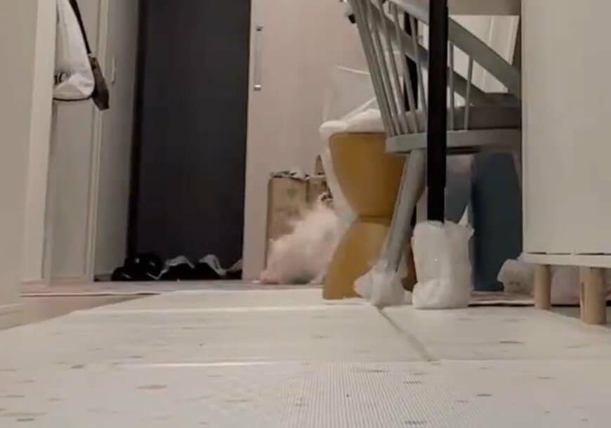 遊ぶポメラニアン