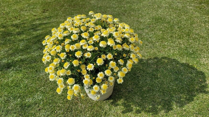 10月に植え付け後、すべて摘芯したボンザマーガレット。4月にはこれだけ咲きます