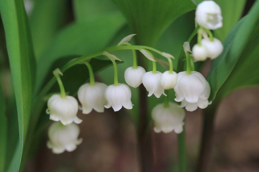 白い鈴のような小花が連なって咲いているスズラン