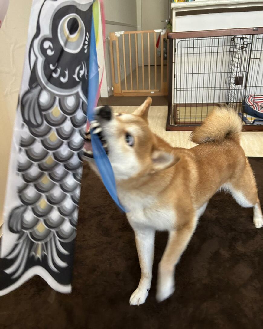 柴犬と鯉のぼり