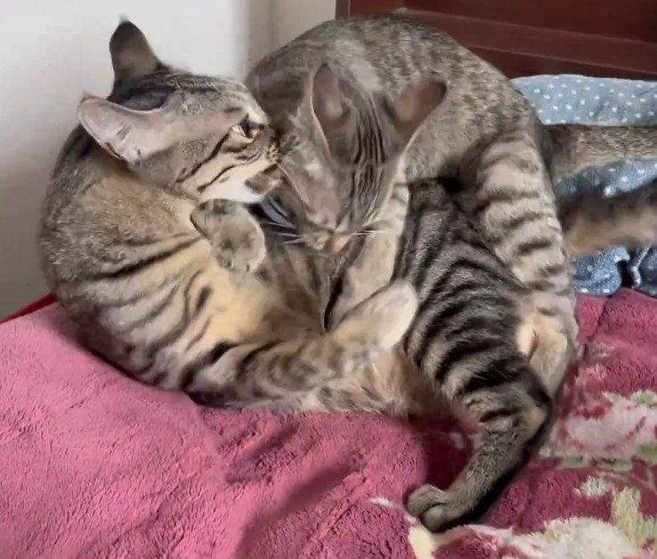 じゃれ合う2匹のキジトラ猫