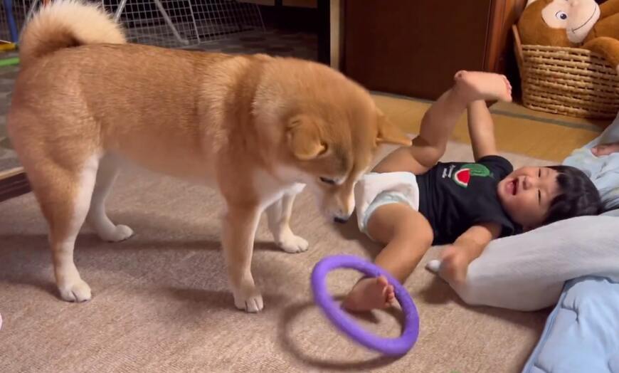 赤ちゃんと柴犬