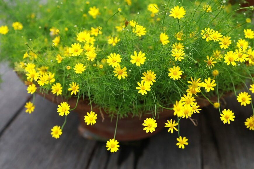 ダールベルグデージーの黄色い花