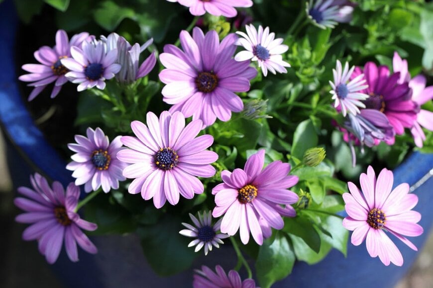 淡いピンク色の花を咲かせている、オステオスペルマム