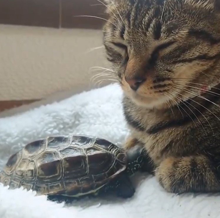 香箱座りでくつろぐ猫