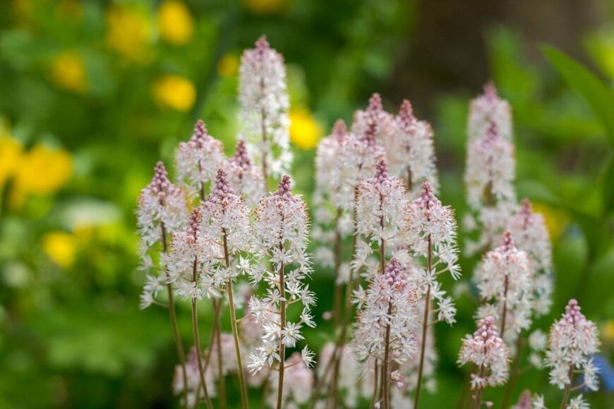 ティアレラ［常緑多年草］