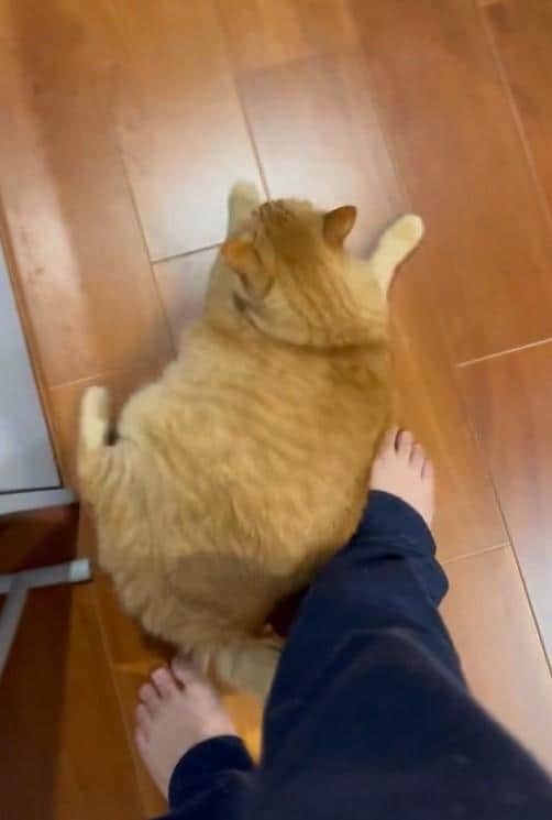 アピールする猫