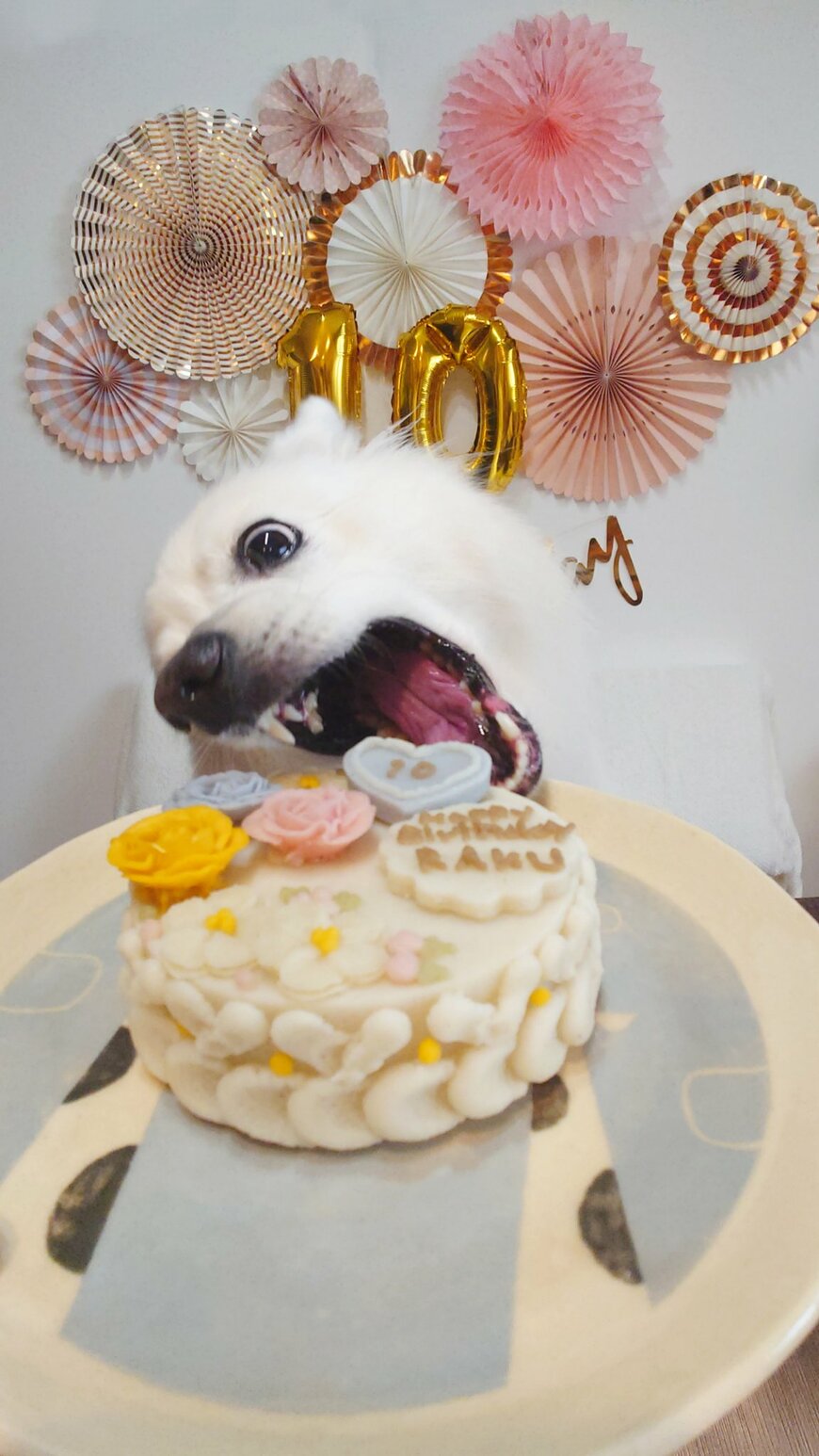 誕生日ケーキが待ちきれない犬