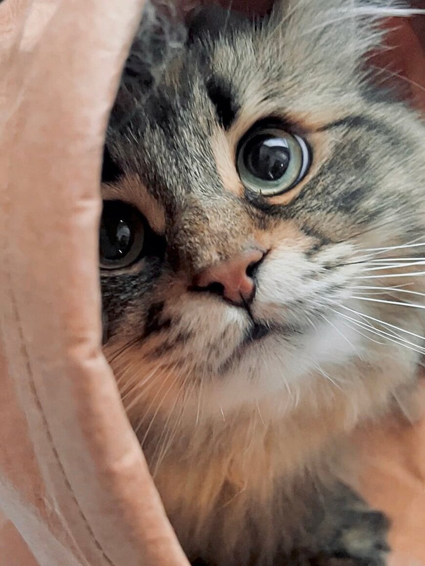 つぶらな瞳の猫