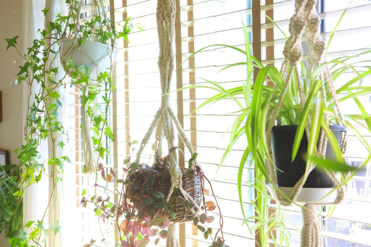 ガーデニング】ハンギング向きの観葉植物《しだれる・揺れる