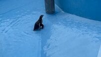 【神戸市立王子動物園】「全然登れません...」フンボルトペンギンのミコは坂登りに苦戦中...最後は「周りから学んでスムーズに」（兵庫県）