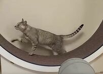 12歳の猫さんがキャットホイールで全力ダッシュ　「アフリカの草原を走ってるよう」「美猫様はちがう」と称賛の声集まる
