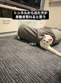 とにかく遊ぶことが好きな保護猫→笑いに包まれる人続出の遊び方に注目！
