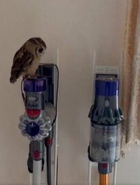 【掃除機にマウントを取るフクロウ】掃除機に仕返し！？“強気”なフクロウが可愛い！