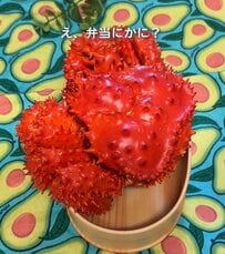花咲ガニが丸ごと入った【カニちらし弁当】がすごい！蓋が閉まらないほどの真っ赤なトゲトゲビジュに驚き！