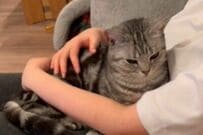 膝の上に乗ってきた猫の「思わぬ行動」に9万いいね　「これで一日の予定がつぶれる…」