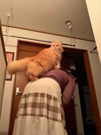 「飛んで来た！動けない！」と妻の悲鳴…駆けつけると、犯人はふわふわの猫ちゃんでした