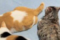 飼い主の元に一斉に集う猫に異変？　次の瞬間に待ち受けていた「まさかの展開」が話題