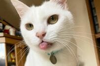 最高の筋肉をした「美少女猫の後ろ姿」がたまらない　思わず二度見してしまう「脚の魅せ方」に注目