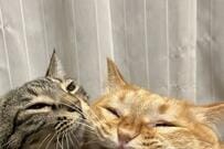 むりやり手を突っ込んでいる…？元保護猫たちの衝撃的な瞬間　1万いいねと爆笑の嵐