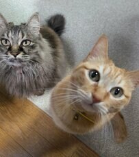 「何を求めてるの？」飼い主さんをじっと見つめる猫ちゃんたちの姿に思わずキュン！