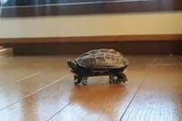 スケボーを乗りこなす「元保護カメ」新時代の到来を匂わす姿に爆笑の声