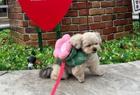 通行人に「かわいい」と言われたワンコ　不機嫌にしていた理由にほっこり