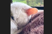「ここでしか摂取できない栄養」白猫の美しすぎる後頭部が話題