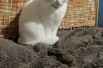 くっついて寝たい猫　待っている間の「激怒顔」がかわいすぎると話題